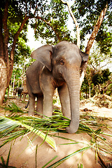 Image showing Nature, eating and elephant in jungle with leaves, walking or sustainability. Forest, conservation and animal feeding on plant outdoor in peaceful environment for wildlife, protection or care