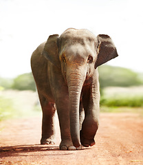 Image showing Jungle, face and elephant portrait walking on road in nature for freedom, journey or adventure. Forest, animal or conservation with environment, peace and wildlife for care, calm and protection