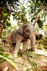 Image showing Jungle, sustainability and elephant in nature with freedom, walking or eating leaves. Forest, conservation and animal feeding on plant outdoor in peaceful environment for wildlife, protection or care