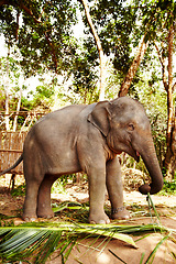 Image showing Leaves, nature and elephant eating in jungle with freedom, walking or sustainability. Forest, conservation and animal feeding on plant outdoor in peaceful environment for wildlife, protection or care