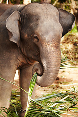 Image showing Elephant eating leaves, bamboo or plant in a jungle for wildlife conservation. Forest, sustainability and calm animal calf outdoors feeding on branches in natural or peaceful environment in Thailand