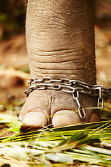 Image showing Feet in chains, closeup and elephant cruelty in jungle for capture, ivory or black market trade. Animal exploitation, torture or wildlife foot or abuse in Botswana for poaching, disaster or crisis