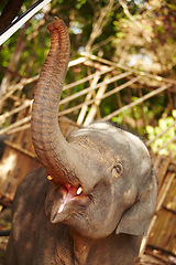 Image showing Jungle, elephant and mouth open in nature outdoor for feeding, freedom or sustainability with teeth. Forest, animal and conservation with environment, peace and wildlife for care, calm and protection