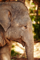 Image showing Nature, profile and eye of elephant in a jungle curious, free or exploring natural environment. Wildlife, conservation and side of face of elephant in Thailand, habitat or protection in a forest