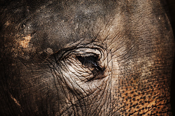 Image showing Forest, face or closeup of eye of elephant with texture, wrinkles and zoo in nature at night. Jungle, animal or conservation with environment, peace and wildlife for unhappy, calm and skin in africa