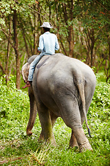Image showing Nature, animal and man travel on elephant in forest for rescue, conservation and wildlife park. Sanctuary, tropical and person in environment, natural ecosystem and outdoors in Thailand for tourism