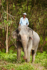 Image showing Travel, portrait and man with elephant in forest for wildlife, conservation and animal rescue. Sanctuary, tropical and person in environment, natural ecosystem and outdoors in Thailand for tourism