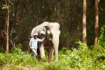 Image showing Walking, animal and man with elephant in forest for travel, conservation and wildlife rescue. Sanctuary, tropical and person in environment, natural ecosystem and outdoors in Thailand for tourism