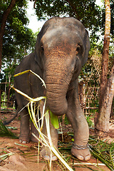 Image showing Sustainability, jungle and elephant in the woods with bamboo, meal or eating leaves. Forest, conservation and animal feeding on plant outdoor in peaceful environment for wildlife, protection or care