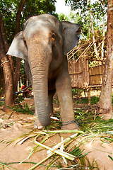 Image showing Jungle, elephant and chains in nature for eating leaves outdoor with feeding, freedom or sustainability. Forest, animal and conservation with environment, peace and wildlife for care and protection