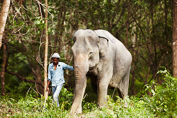 Image showing Indian, man and trainer walking with elephant in the forest for wildlife, animal rescue and outdoor. Sanctuary, india and person in nature for transportation, adventure or conservation in the jungle