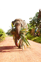 Image showing Jungle, elephant and eating leaves in nature outdoor for feeding, freedom or sustainability. Forest, animal and conservation with environment, plants and wildlife for calm walking on dirt road