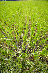 Image showing Tall grass, wheat and agriculture on farm for harvest, resources or crops and natural sustainability. Green, leaves or plants in farming, growth or rice field with soil in nature countryside or land