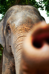 Image showing Curious, wildlife and portrait of elephant trunk in a jungle playful, feeling and free. Ecosystem, sustainability and animal calf in forest calm, peaceful or touching in natural environment in Africa