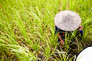 Image showing Person, farmer and straw hat in harvest for wheat, agriculture or food resources on farm land in nature. Thai, asian or harvester farming plants, gathering or natural sustainability on rice field