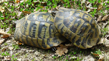 Image showing Tortoise mating, nature and grass outdoor at reptile park, conservation or endangered species on ground. Turtle sex, garden or field in bush, forest or animal for generation, reproduction or health