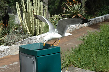 Image showing Seagul Taking off