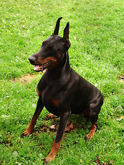 Image showing Training, dog and doberman sitting on grass, lawn or green background with happiness in garden. Teaching, animal and happy pet learning a trick, behaviour or command to stay in backyard or nature