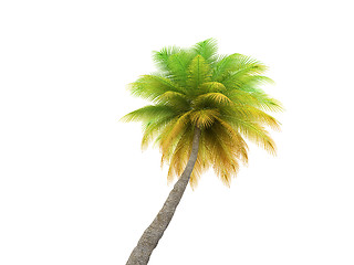 Image showing palm over white