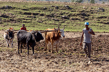 Image showing Ethiopian farmer with traditional wooden plough pulled by cattle