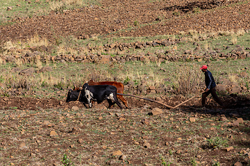 Image showing Ethiopian farmer with traditional wooden plough pulled by cattle