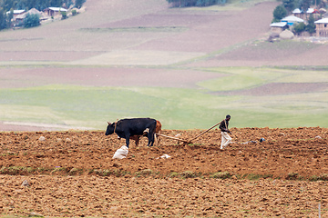 Image showing Ethiopian farmer with traditional wooden plough pulled by cattle