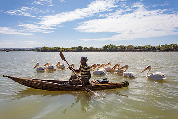 Image showing Man on a traditional and primitive bamboo boat feeding pelicans on Lake Tana
