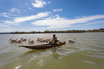 Image showing Man on a traditional and primitive bamboo boat feeding pelicans on Lake Tana