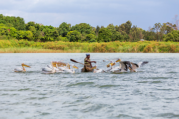 Image showing Man on a traditional and primitive bamboo boat feeding pelicans on Lake Tana