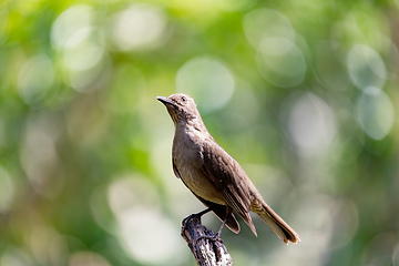 Image showing Bird Clay-colored Thrush, birdwatching in Costa Rica. Wildlife