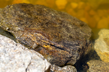 Image showing Water Stick Insect - Ranatra linearis, Czech Republic wildlife