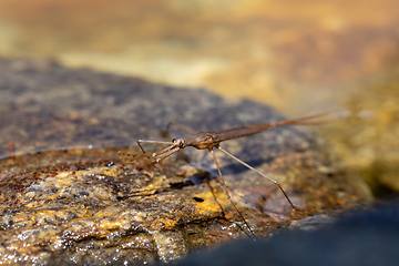 Image showing Water Stick Insect - Ranatra linearis, Czech Republic wildlife