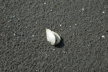 Image showing Shell at seaside