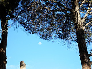 Image showing Moon trees. Cyprus