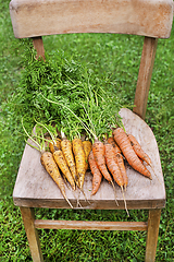 Image showing Carrots garden