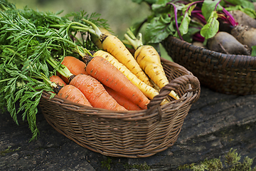 Image showing Vegetable harvest crop