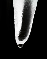 Image showing Icicle crystal, black background and water dripping isolated on natural abstract texture. Ice, dark backdrop and closeup of melting, cold frozen snow or wet winter weather, frost on roof and ceiling