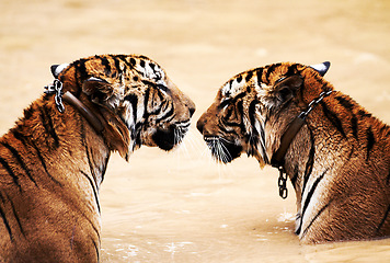 Image showing Nature, big cats and tiger kiss in water at wildlife park with love, playing and freedom in jungle. River, lake or dam with playful animals swimming in outdoor pool at safari in Asian zoo together.