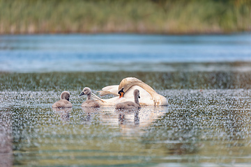 Image showing Wild bird mute swan in spring on pond