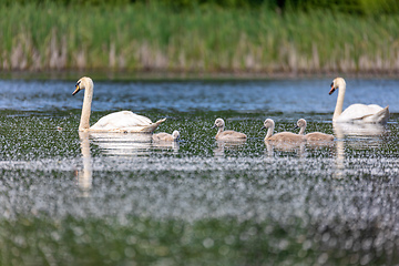 Image showing Wild bird mute swan in spring on pond