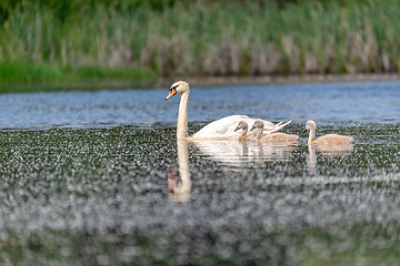 Image showing Wild bird mute swan in spring on pond