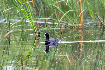 Image showing Bird Eurasian coot Fulica atra hiding in reeds