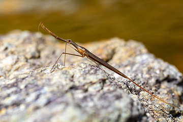Image showing Water Stick Insect - Ranatra linearis, Czech Republic wildlife