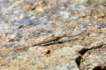 Image showing Water Stick Insect - Ranatra linearis, Czech Republic wildlife