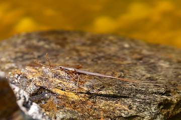 Image showing Water Stick Insect - Ranatra linearis, Czech Republic wildlife