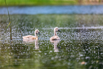 Image showing Wild bird mute swan chicken in spring on pond