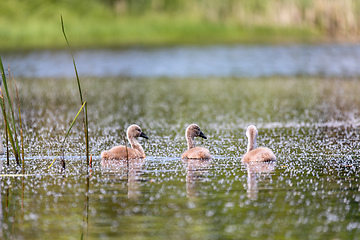 Image showing Wild bird mute swan chicken in spring on pond