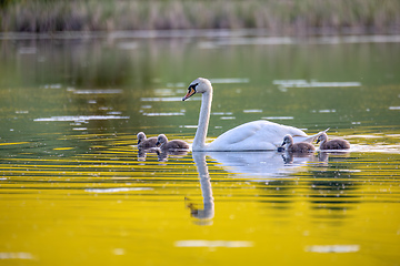 Image showing Wild bird mute swan in spring on pond