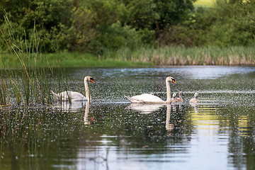 Image showing Wild bird mute swan in spring on pond