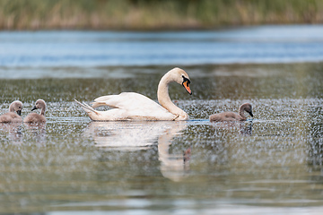 Image showing Wild bird mute swan in spring on pond